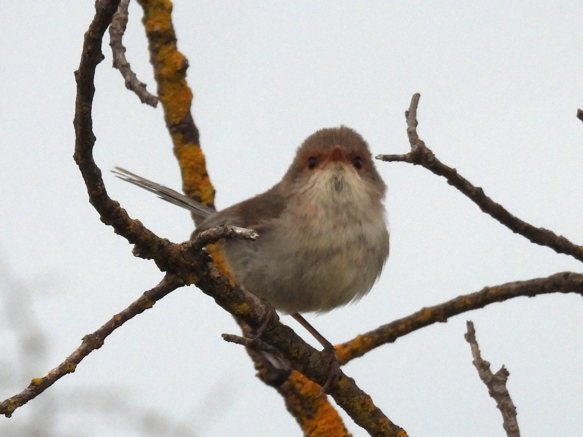 Superb Fairywren - ML613384475