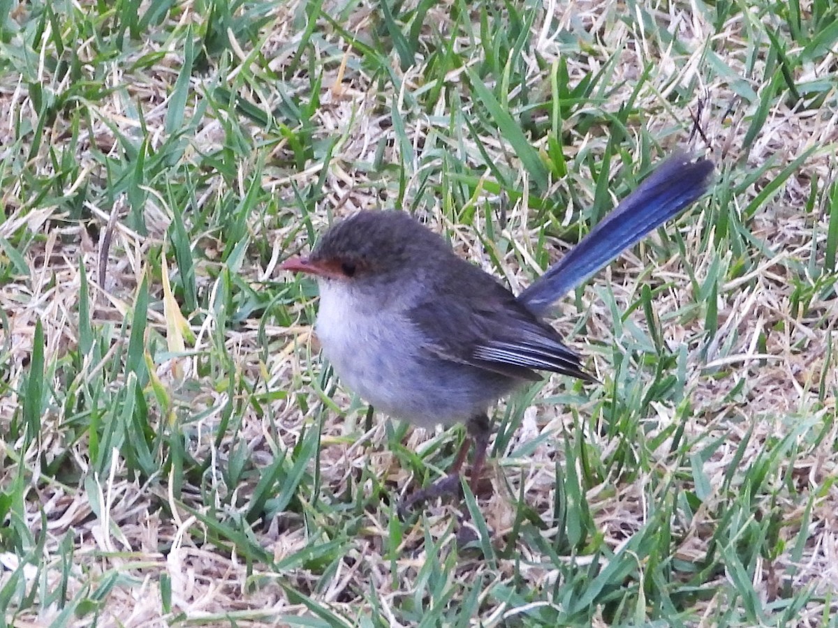 Superb Fairywren - ML613384476