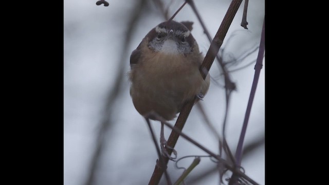 Carolina Wren - ML613384540