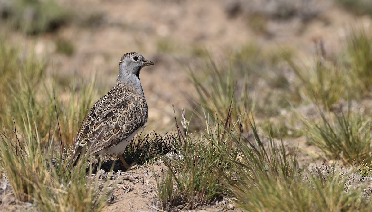 Least Seedsnipe - ML613384565