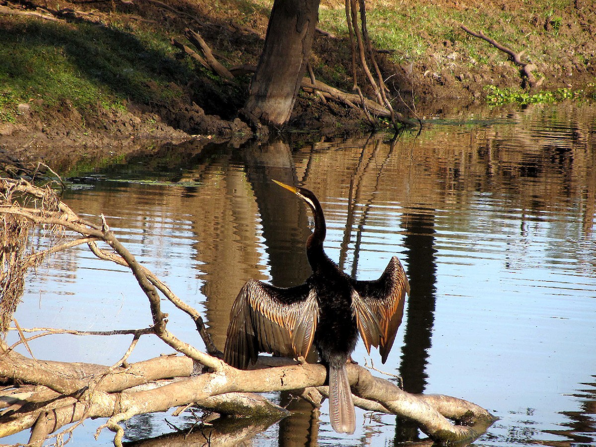 Anhinga Australiana - ML613384664