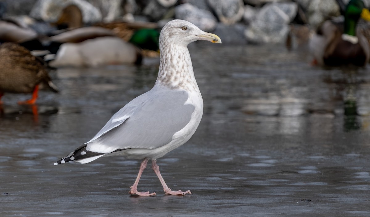 Gaviota Argéntea - ML613384749