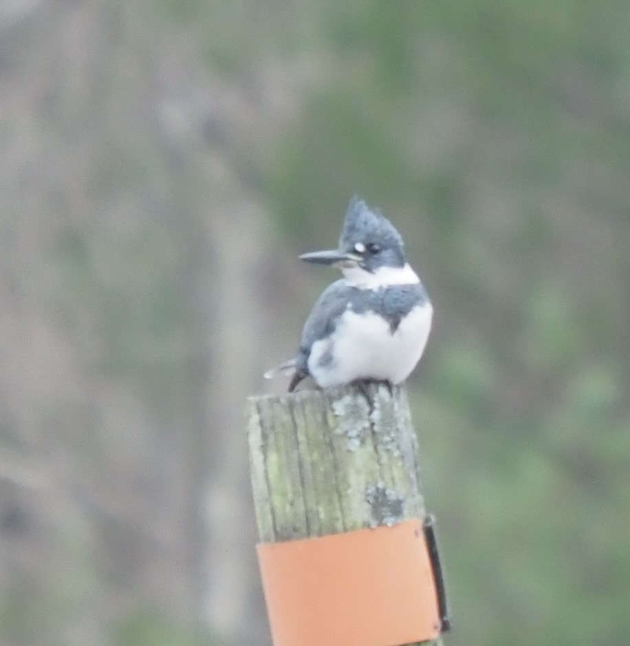 Belted Kingfisher - ML613384800