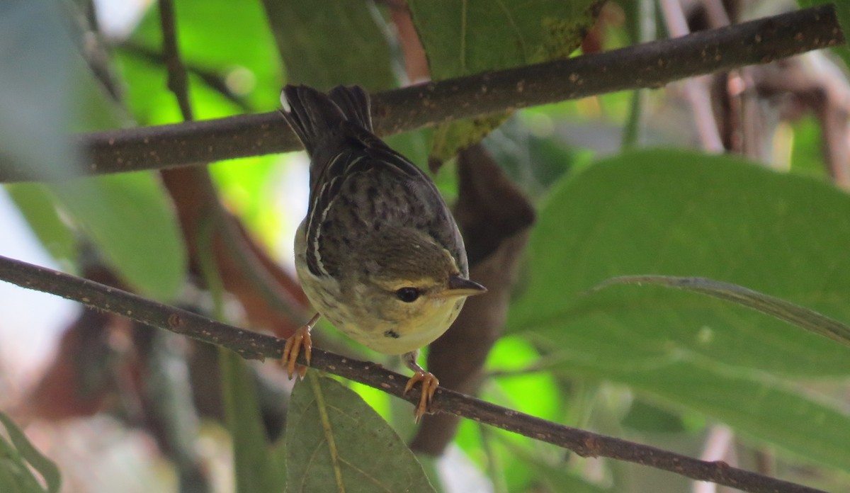 Blackpoll Warbler - Nick Bayly (SELVA)