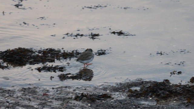 Common Redshank - ML613384853