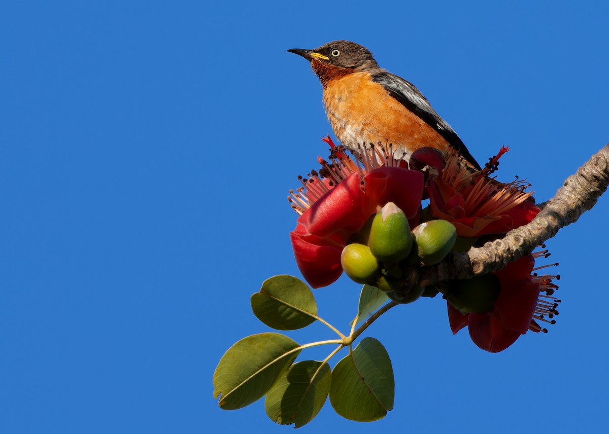 Spot-winged Starling - ML613384868