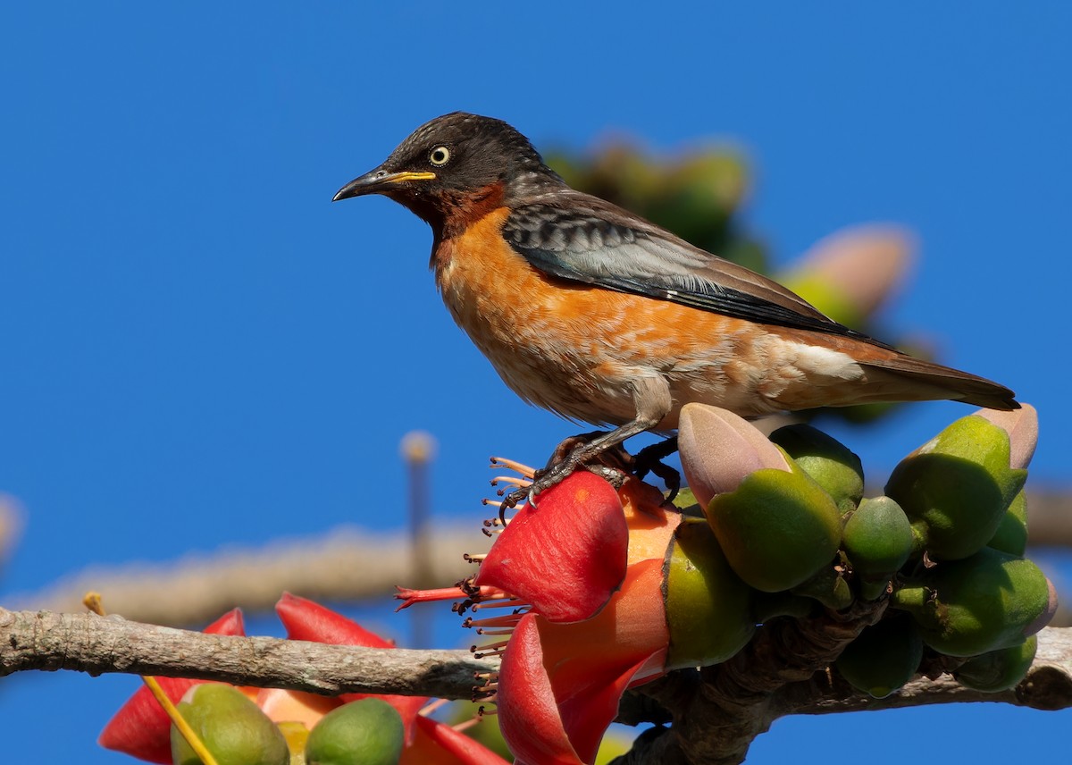 Spot-winged Starling - ML613384869