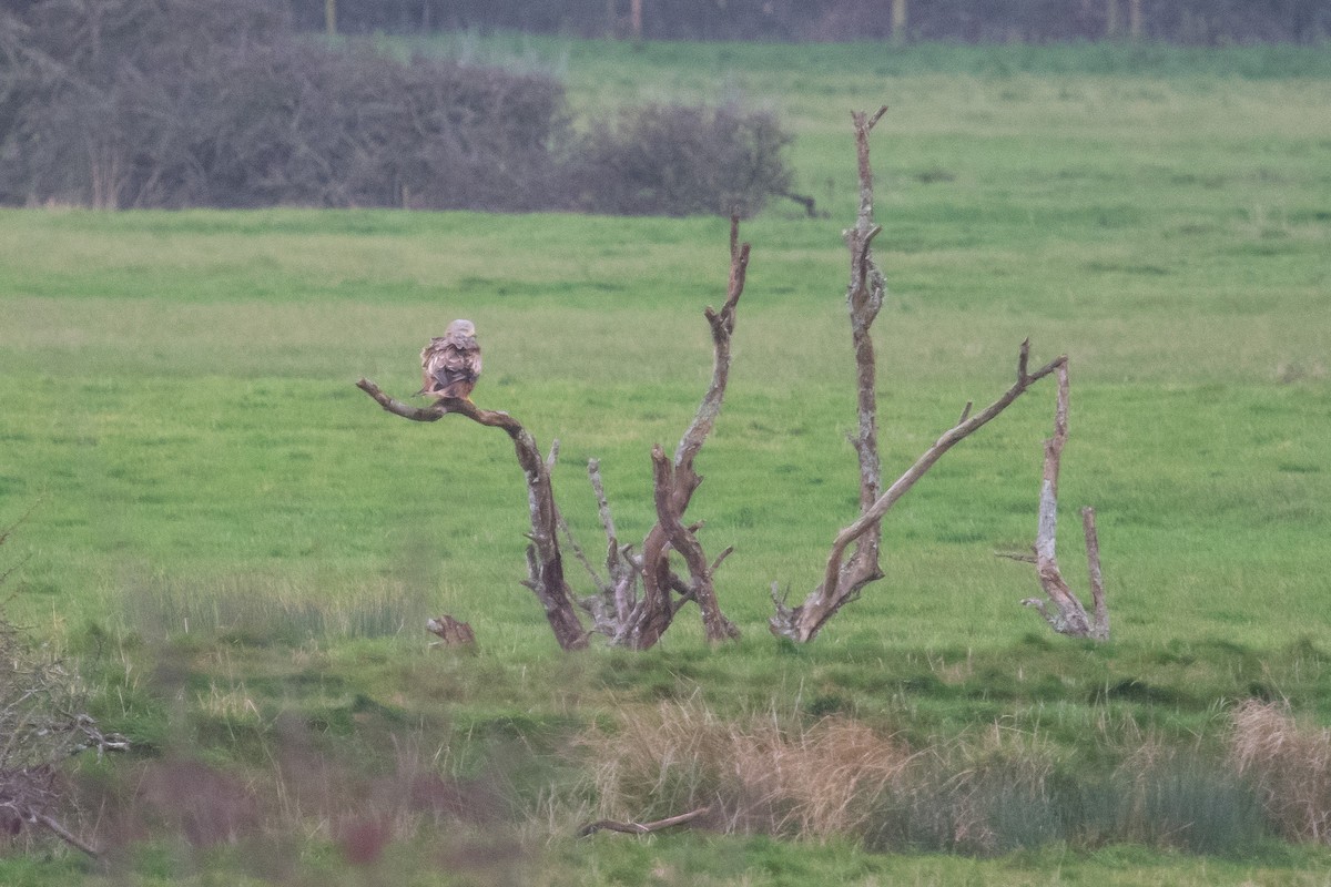 Red Kite - ML613384975