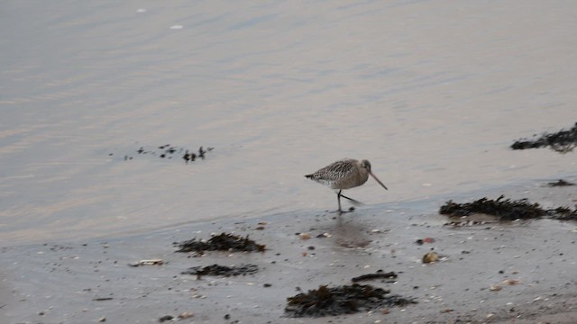 Bar-tailed Godwit - ML613385006