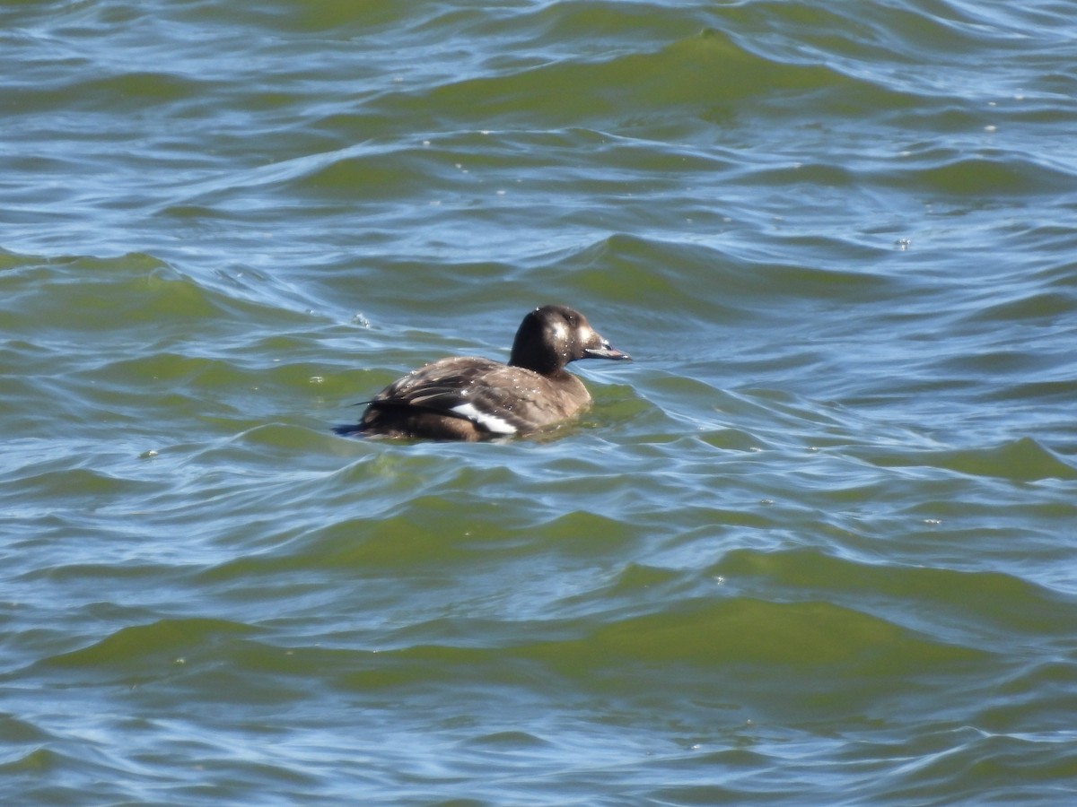 White-winged Scoter - ML613385023