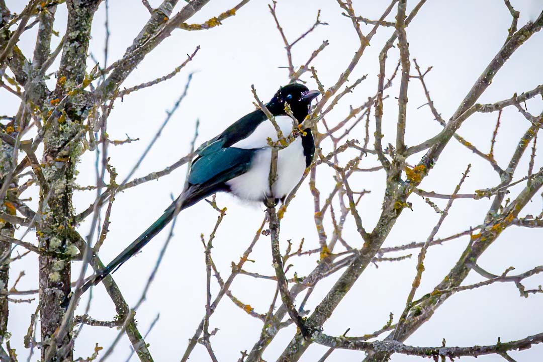 Black-billed Magpie - ML613385034