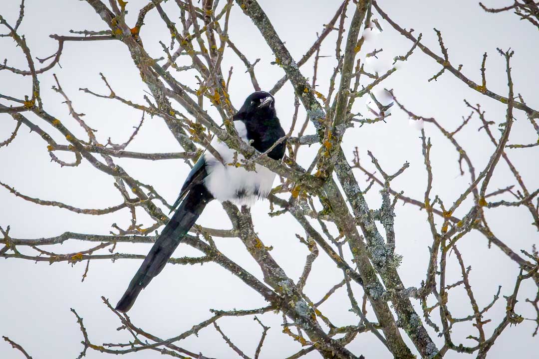 Black-billed Magpie - Sheri Minardi