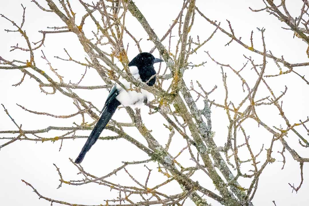 Black-billed Magpie - Sheri Minardi