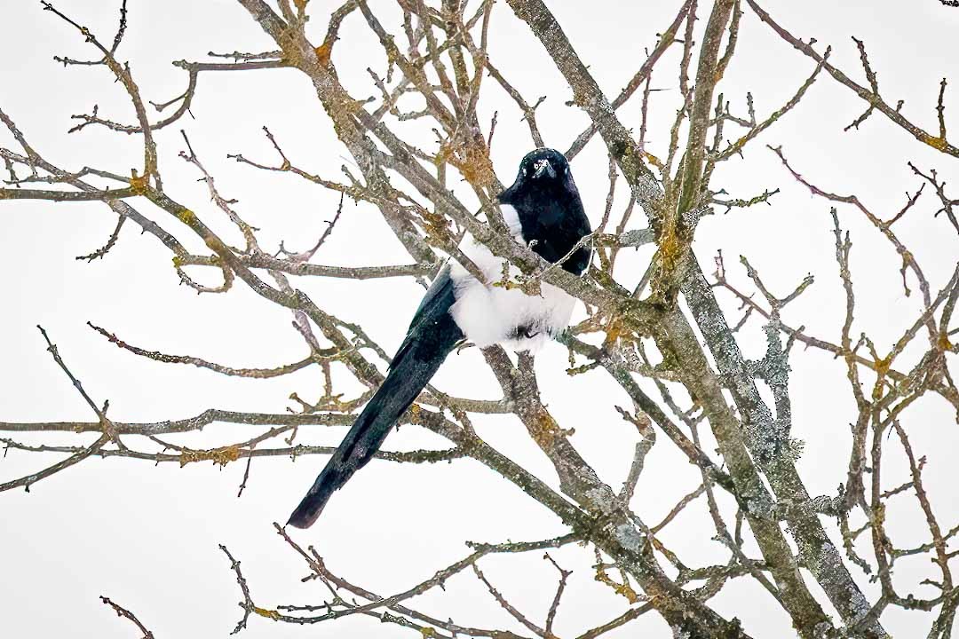 Black-billed Magpie - ML613385037