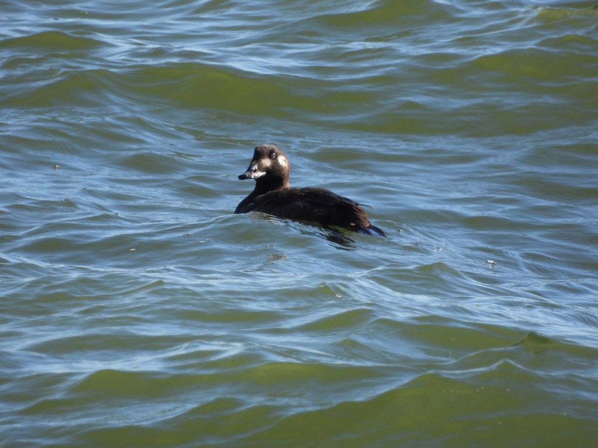 White-winged Scoter - ML613385050