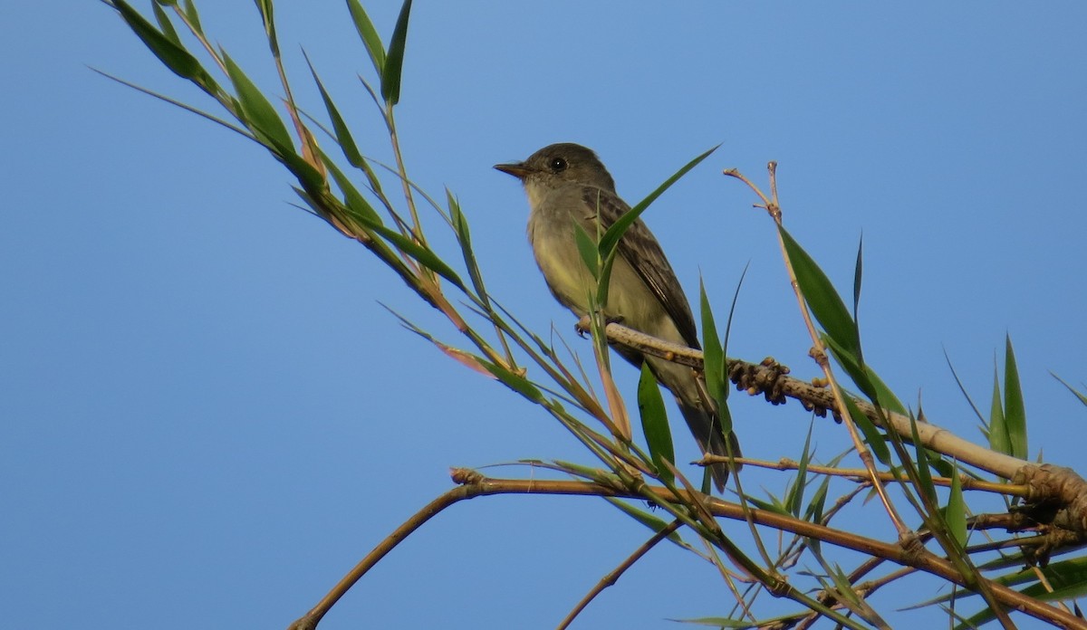 Western Wood-Pewee - ML613385059