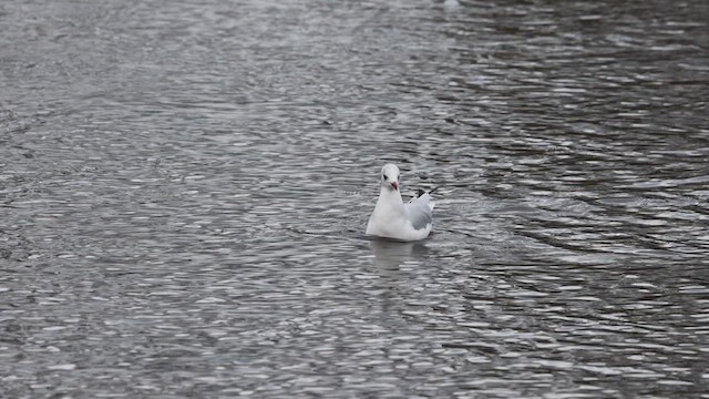 Black-headed Gull - ML613385089