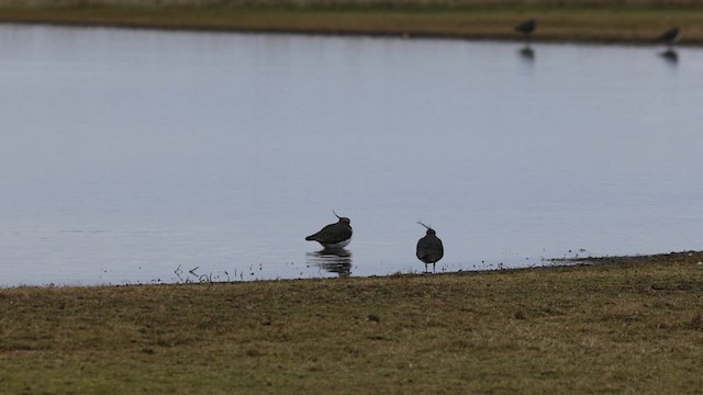 Northern Lapwing - ML613385105