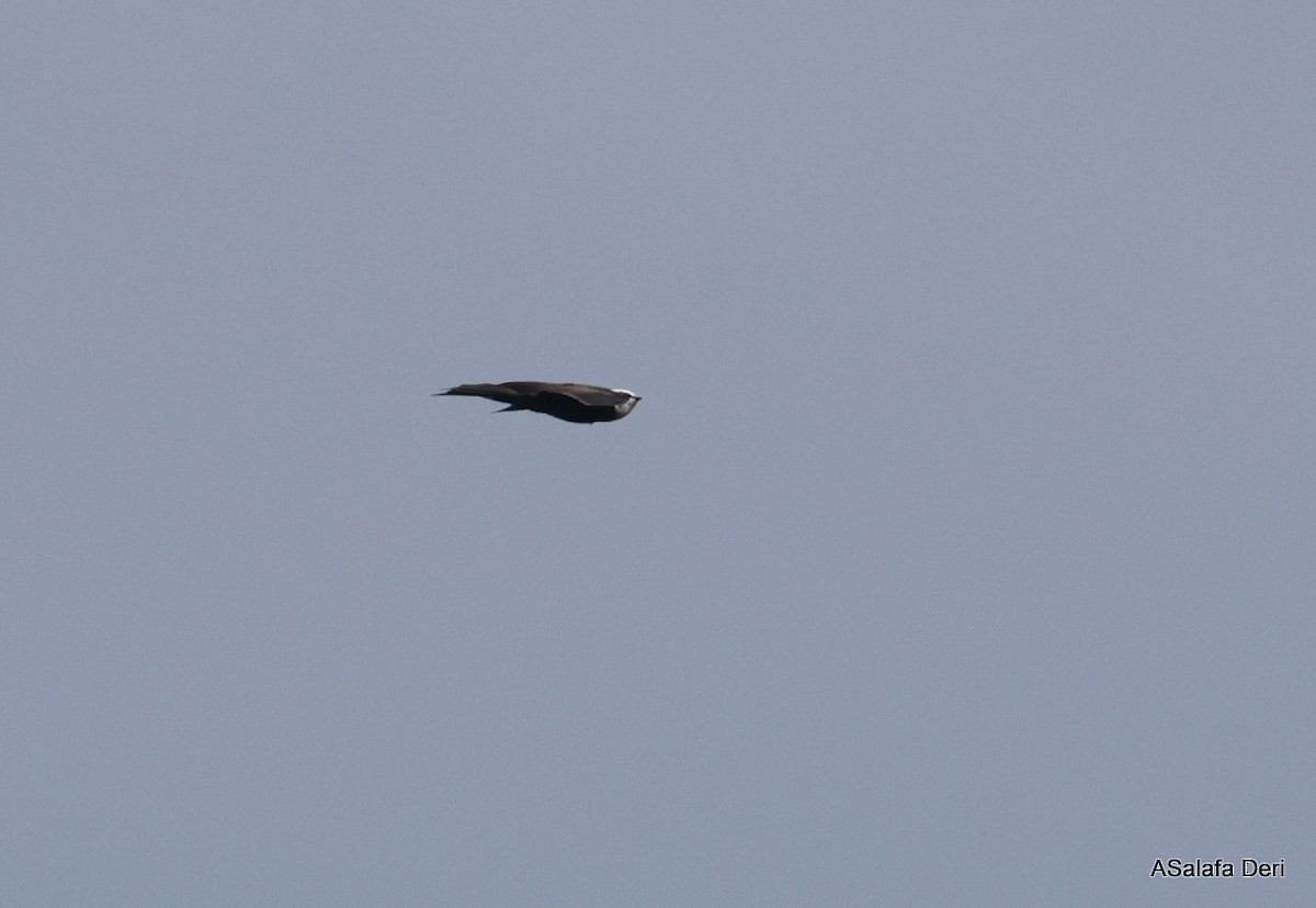 Weißkopfschwalbe (albiceps) - ML613385119