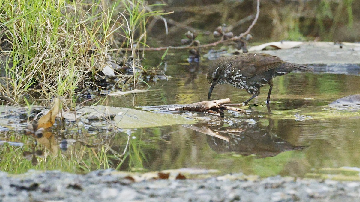 Sharp-tailed Streamcreeper - ML613385156