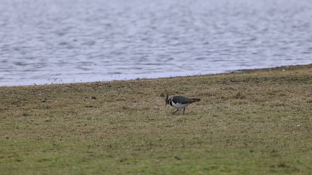 Northern Lapwing - ML613385171