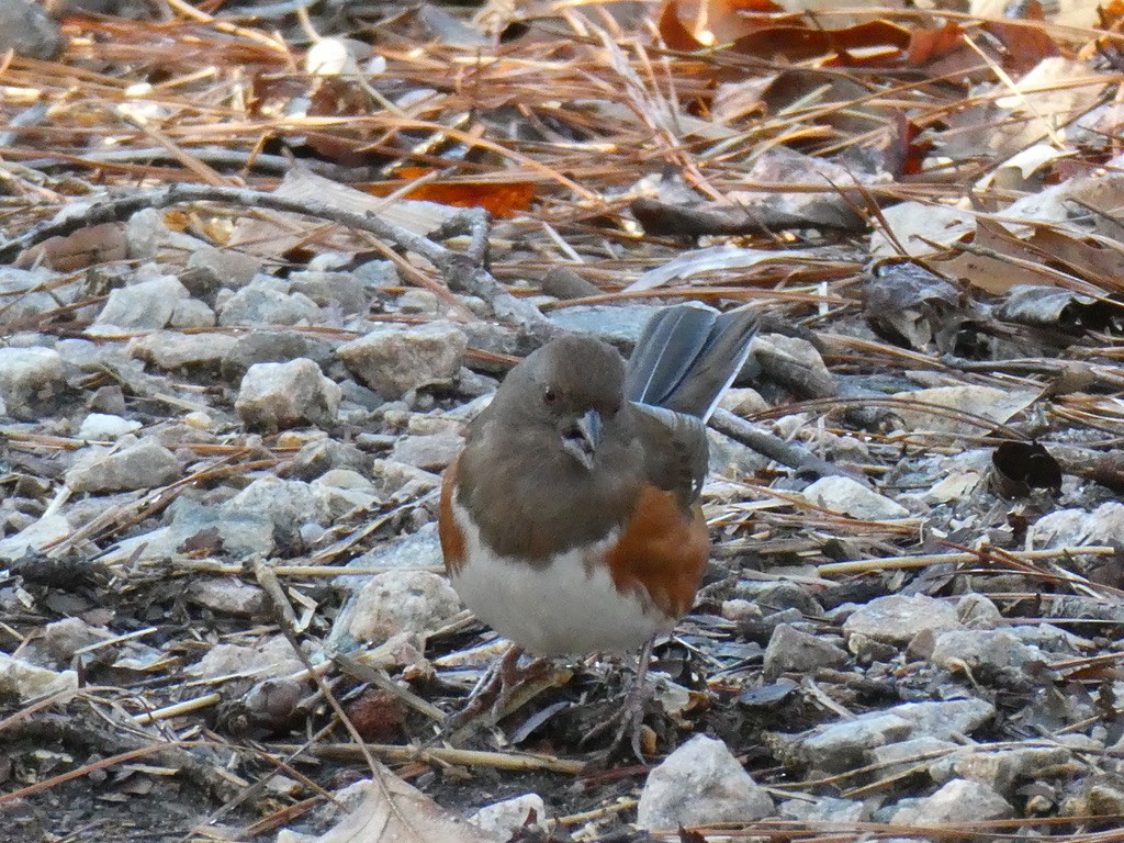 Eastern Towhee - ML613385284