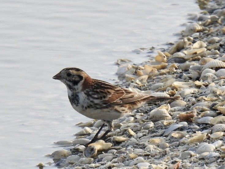 Lapland Longspur - ML613385286