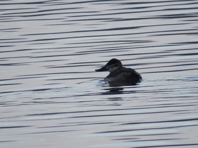 Ruddy Duck - ML613385317