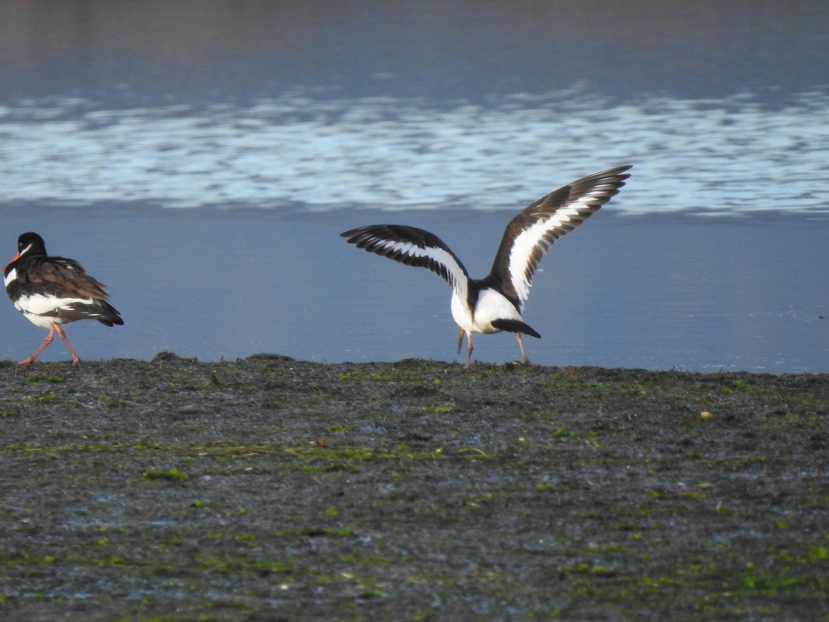 Eurasian Oystercatcher - ML613385326