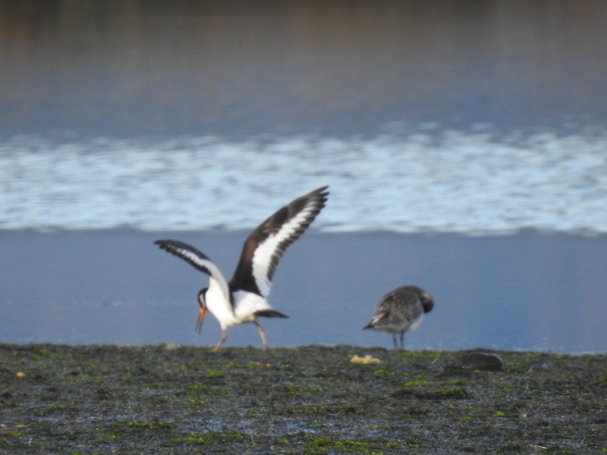 Eurasian Oystercatcher - ML613385327