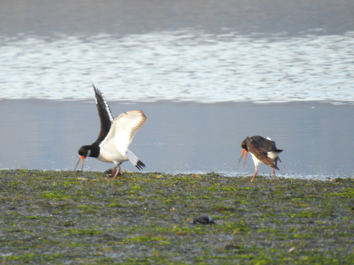 Eurasian Oystercatcher - ML613385329