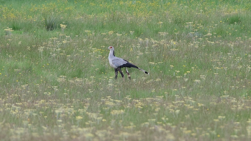 Secretarybird - ML613385333