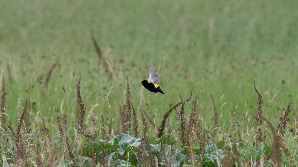 Yellow Bishop (Yellow) - ML613385339