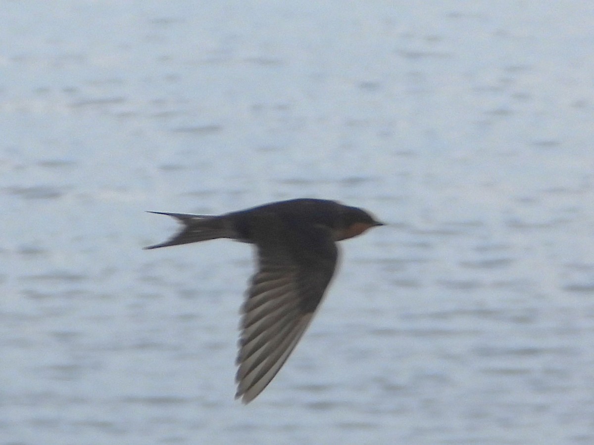 Golondrina Australiana - ML613385350