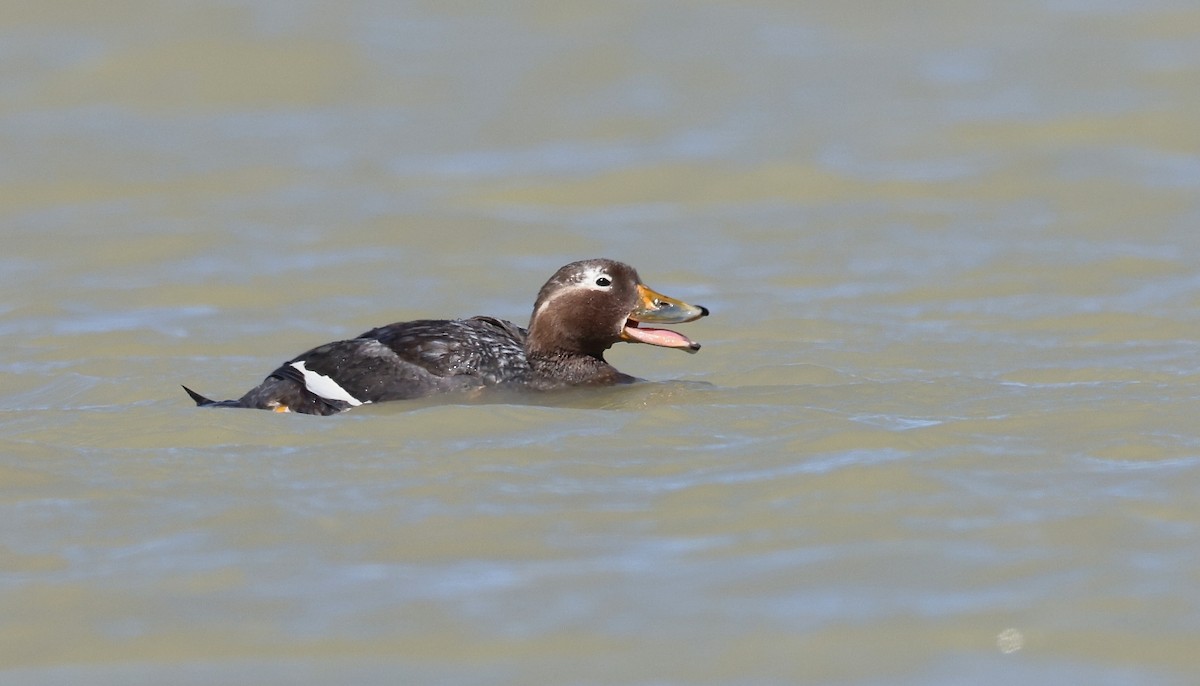 Langflügel-Dampfschiffente - ML613385357