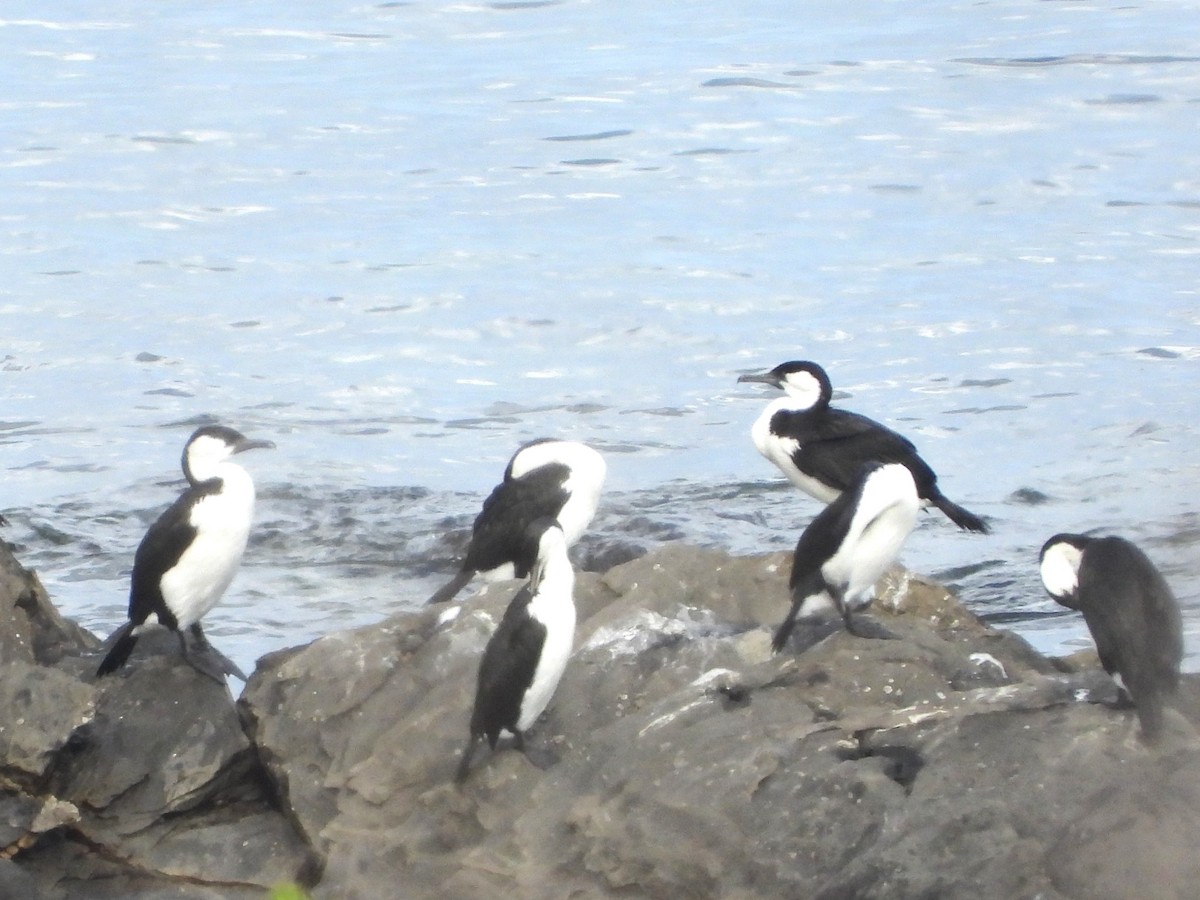 Black-faced Cormorant - ML613385363