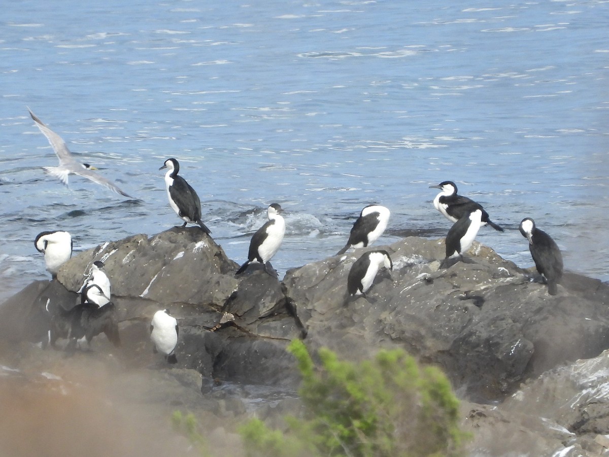 Black-faced Cormorant - FERNANDO GUTIERREZ