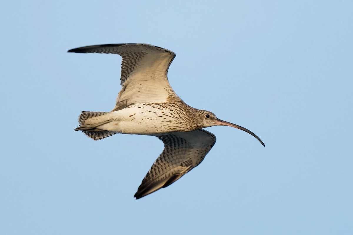 Eurasian Curlew - ML613385381