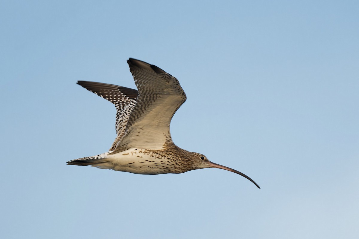 Eurasian Curlew - ML613385387