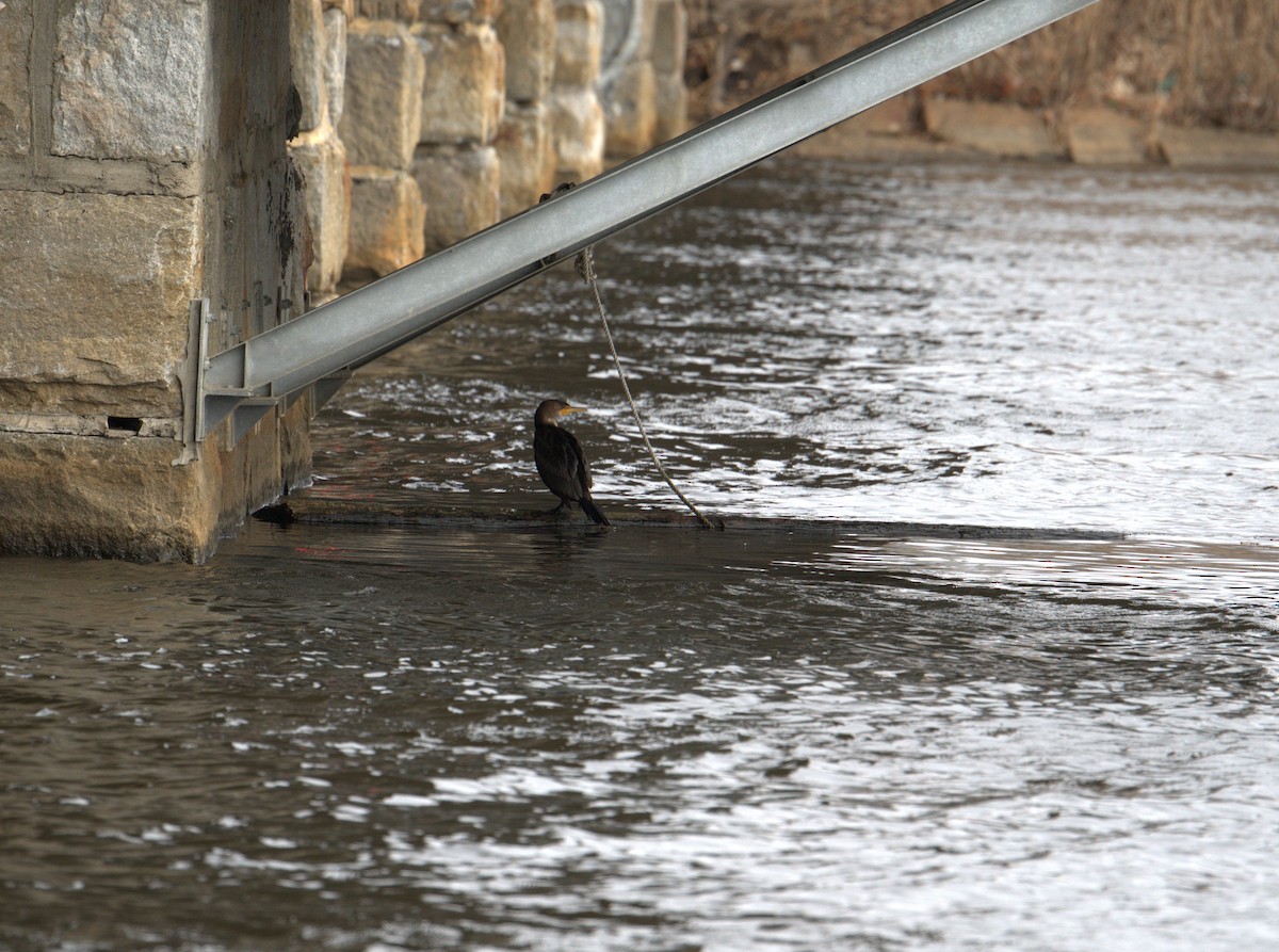 Double-crested Cormorant - ML613385396