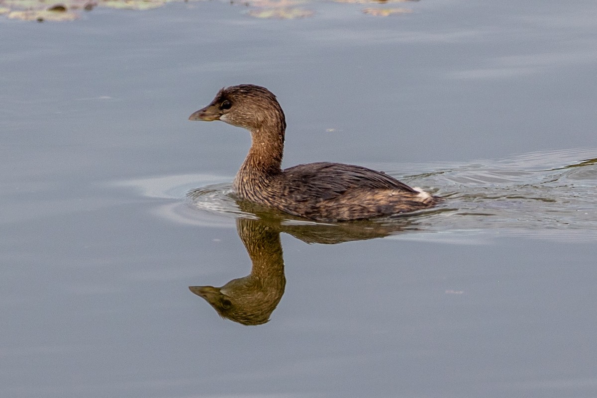 Pied-billed Grebe - ML613385406