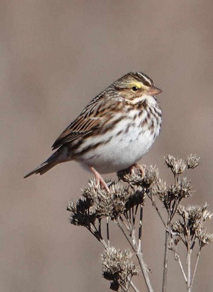 Savannah Sparrow - ML613385454