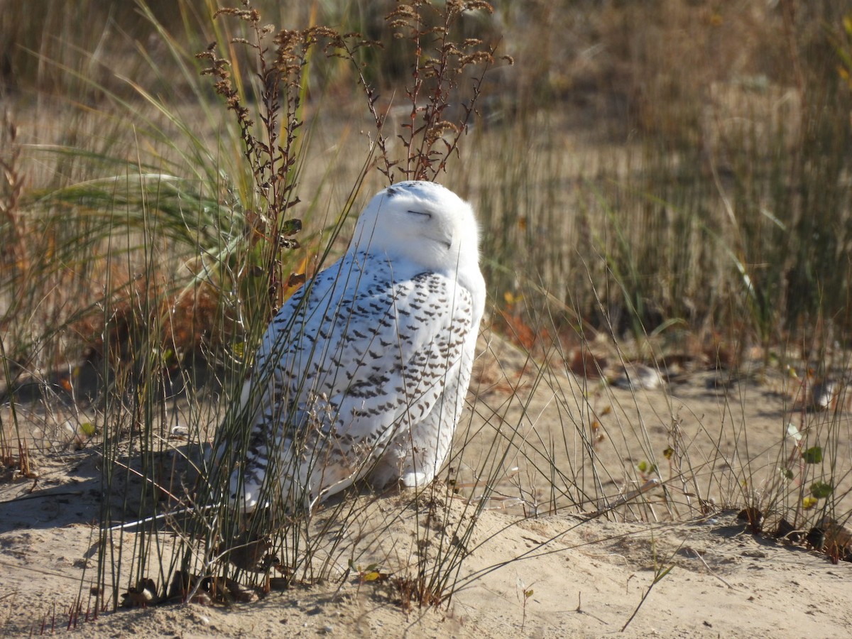 Snowy Owl - ML613385467