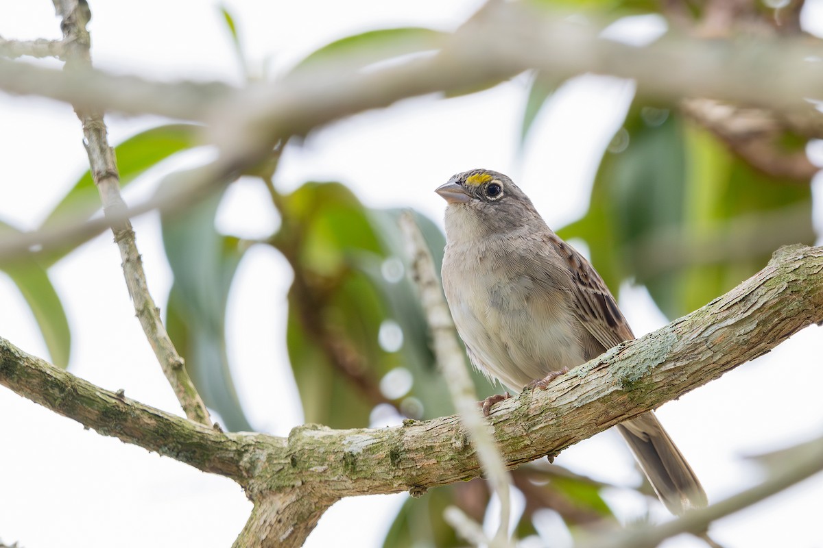 Grassland Sparrow - ML613385478