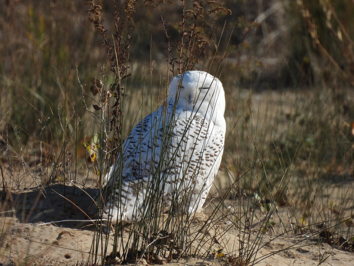 Snowy Owl - ML613385495