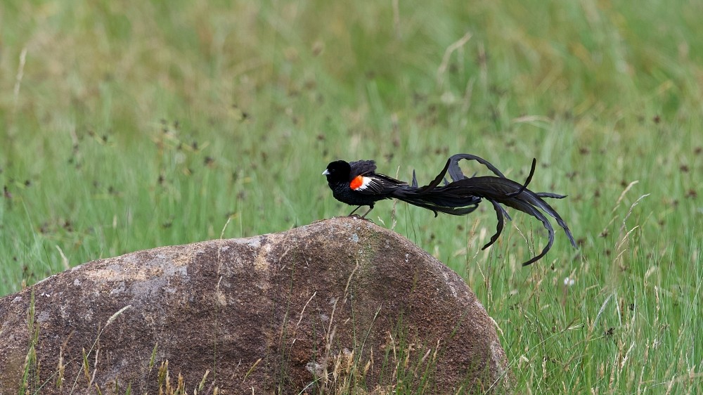 Long-tailed Widowbird - ML613385512