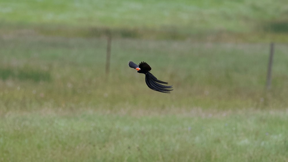 Long-tailed Widowbird - Clayton Burne