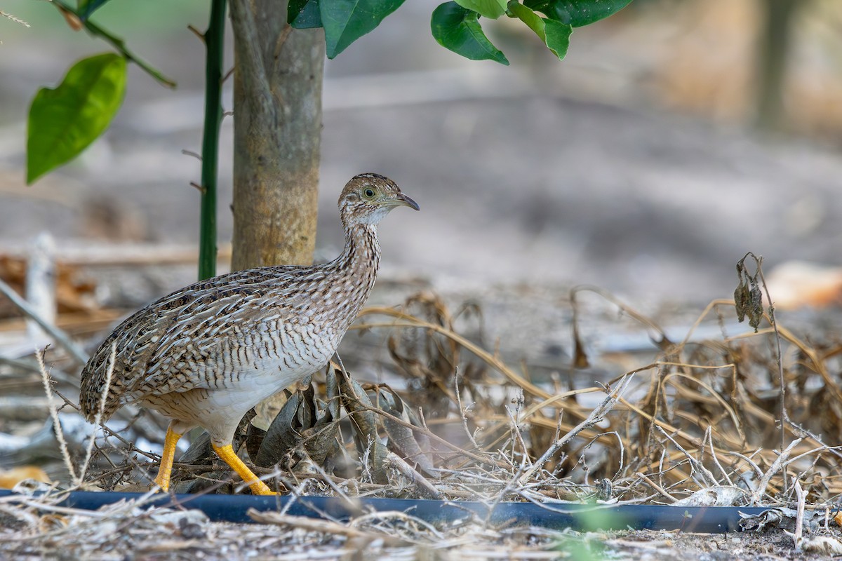 White-bellied Nothura - ML613385562