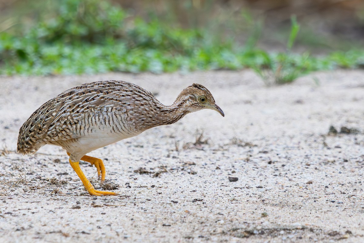 White-bellied Nothura - Gabriel Bonfa