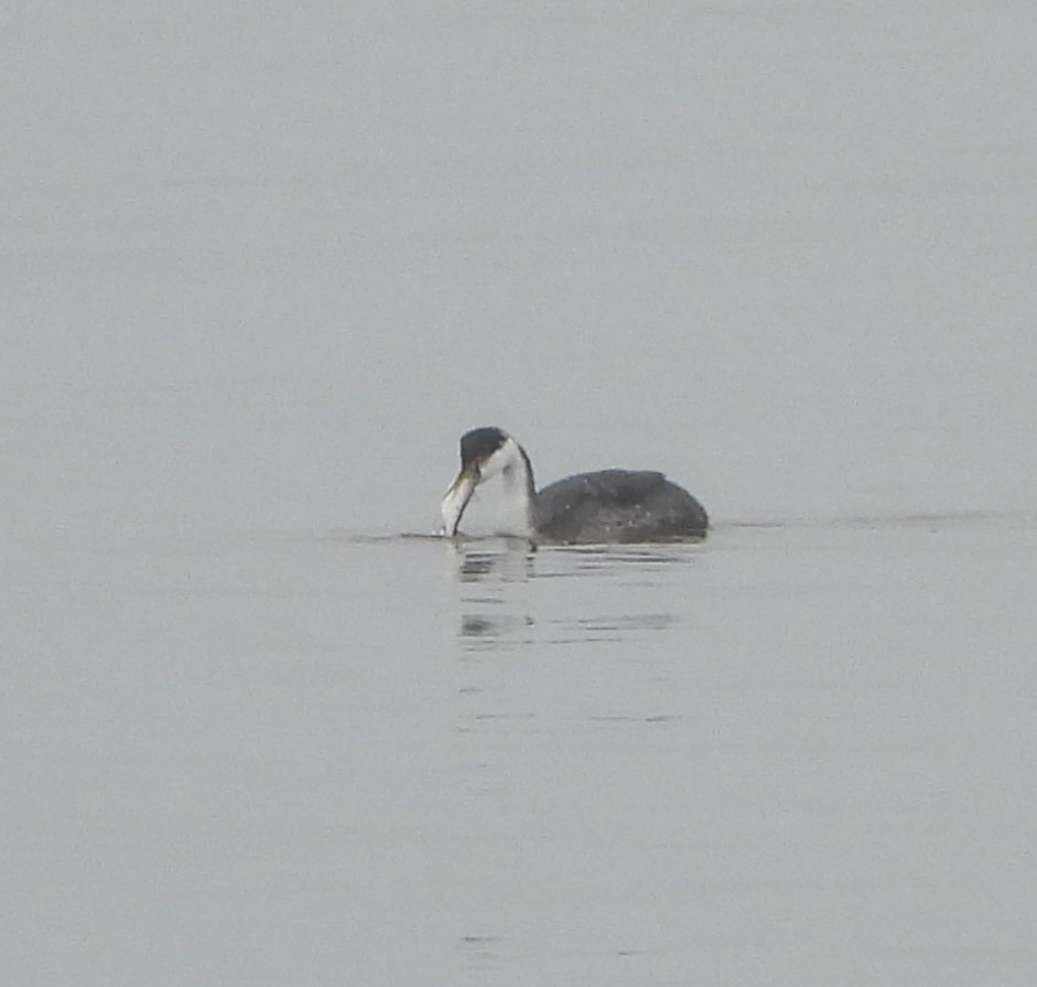 Western Grebe - James Wojewodzki